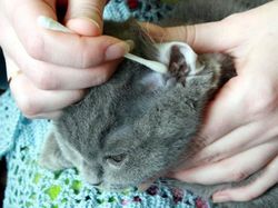 Чистка уха у кошки