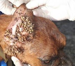 Последствия после укуса клеща у собаки
