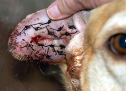 Методы лечения ушного клеща у собак