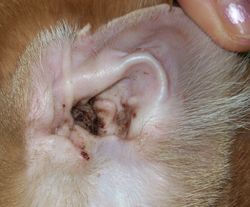 Методы лечения ушного клеща у собак