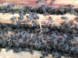 Способы и техника обработки пчел от клеща